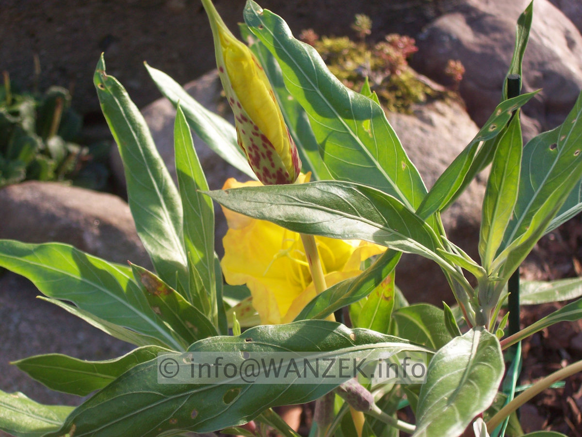 Oenothera missouriensis 02.JPG